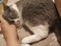 -瑞鹏宠物医院·猫科·宠保定点(梅溪湖分院)