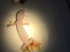 -瑞派·关忠动物医院·异宠专科·犬猫肿瘤·皮肤专科(望京店)