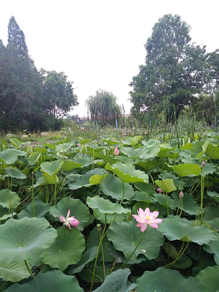 华阳公园-"家门口的景点,从小玩到大的,现在最喜欢带.
