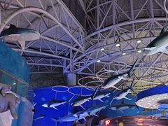 -烟台海昌鲸鲨海洋公园