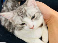 -糯米喵星人·撸猫猫舍咖啡馆(西市场嘉华店)