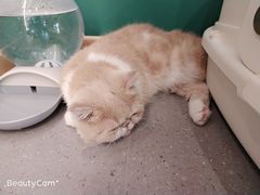 -飞行喵MR PILOT|猫舍·猫咖(静安大融城店)