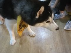 -Husky Go! 哈士奇体验馆·宠物咖啡厅狗咖