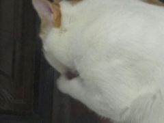 -佳怡动物医院·平价24小时·猫专科骨外科