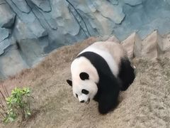 -泉州海丝野生动物世界