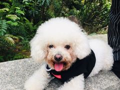 -火炉山森林公园