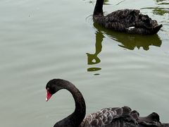 -海南热带野生动植物园