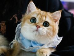 -lincat·猫舍(广州店)