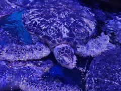 -海合安武汉极地海洋公园