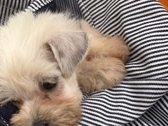-瑞鹏宠物医院犬猫全科(真大分院)