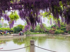 -嘉定紫藤园