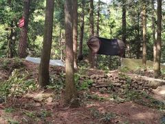 -重庆睡佛山森林公园
