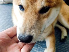 -柴源莊·柴小宠柴犬咖啡
