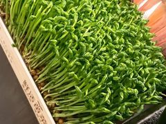 鲜活豌豆苗-湊湊火锅·茶憩(打浦桥日月光店)