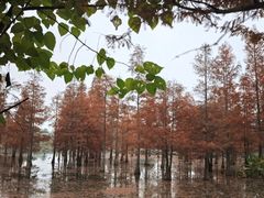 -白鹭湾湿地公园