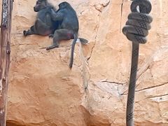 -武汉动物园