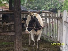 小动物园-奶牛-意大利农场度假村