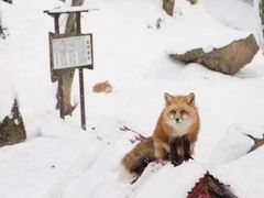 -宫城藏王狐狸村