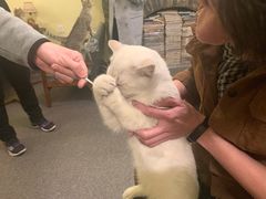 -猫色咖啡·猫咖