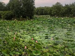 -东郊湿地公园