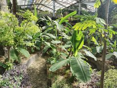 -呀路古热带植物园
