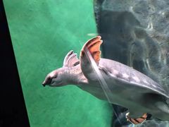 -上海海洋水族馆