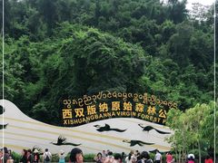 -西双版纳原始森林公园
