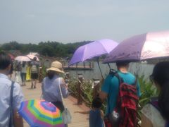 -大塘金香草谷