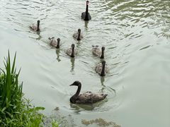 -扬州大运河文化旅游度假区·盆景园
