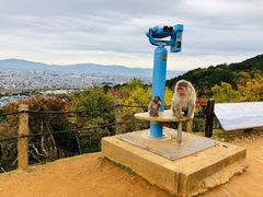 -岚山猴子公园