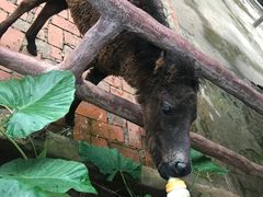 -海南热带野生动植物园