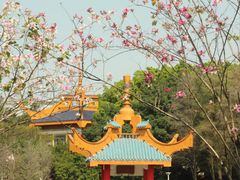-金砂公园