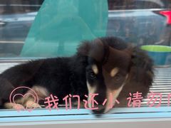 -FAELING PETS美天灵宠物(合生汇店)