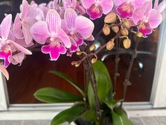 -龙大花卉苗木市场