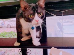 -李小姐の猫咖啡馆(五角场店)