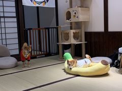 -逗柴咖啡屋·狗咖猫咖宠物桌游