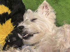 -达爱动物医院·犬猫分区·CT·复杂眼科(远洋山水分院)