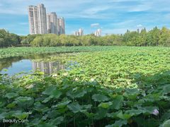 -高子水居