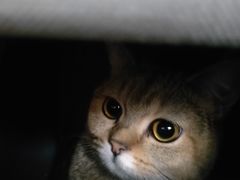 -佳雯宠物医院·皮肤科·内外科(春晓路分院)