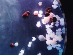 -左海海底世界