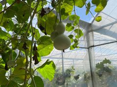 -马陆小张葡萄园农家乐