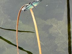 -苏州太湖湖滨国家湿地公园