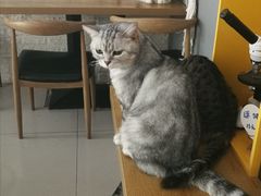 -平行世界·猫咖(首经贸店)