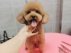 -宠福鑫康馨动物医院·骨科·眼科