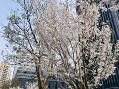 -中山公园