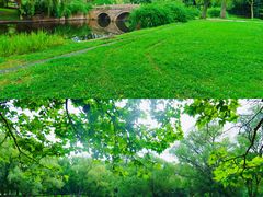 -上海共青森林公园