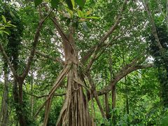 -中国科学院西双版纳热带植物园