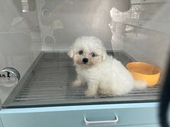 -萌宠之家·腊肠犬·马尔泰·小体犬舍