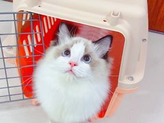-lincat·猫舍(广州店)