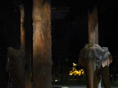 -清迈夜间动物园